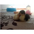 HayvanSevgisi