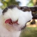 BunnyLusion
