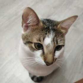 kediMoly