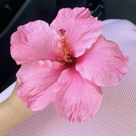 _Lilien_