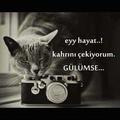 yabani84