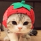 strawberrycat