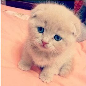 animals_cute