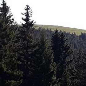 burak3478