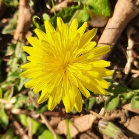 Sakızlı_muhallebi