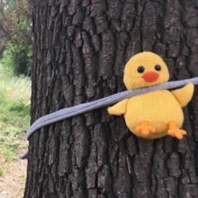 şaşkın1panda