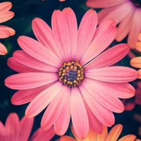 MeCheerUp