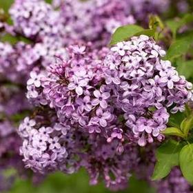 Syringa