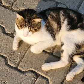 MervelereKaçtım