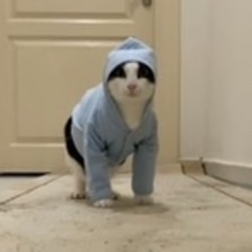 Portekal11