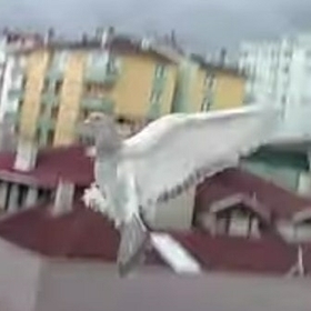 filinta61