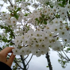 biirmerve