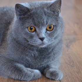 graykitty