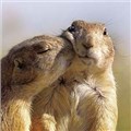 ateslipartnerr