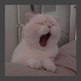 sinemzytt