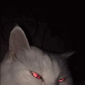 piyuvi