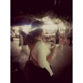 Thykee
