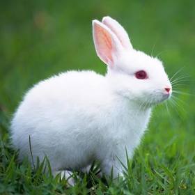 Rabbits2535