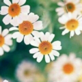 melike38_
