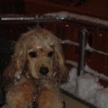 Snoopy46