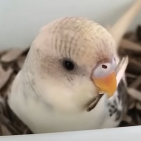 fındıkooo