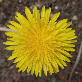 TuruncuJaponBalığı