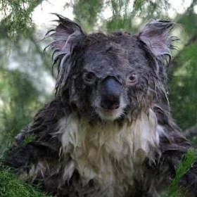 IslakKoala06