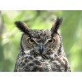 BirDostttt
