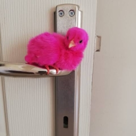 pembe_civciv