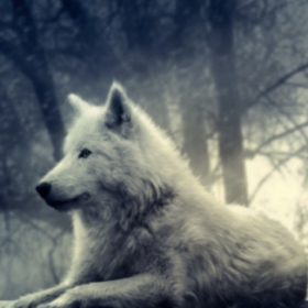 NightWoLF__