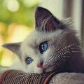 amedli_salih