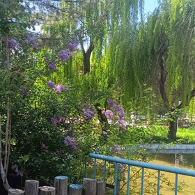 Aycevap