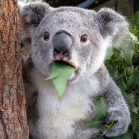 KoalaKürşat