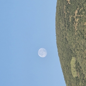 sakuralida