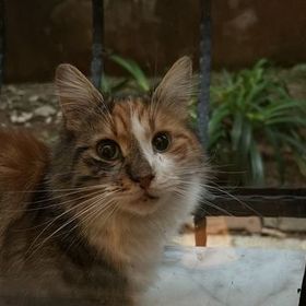 littlemisELA