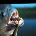 piranha
