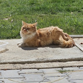 Praşt