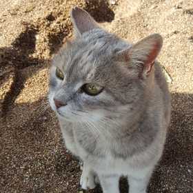 Sevgul64