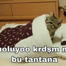 Nezocemi