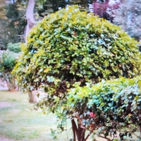 Yenibirota