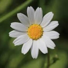 Papatya_es