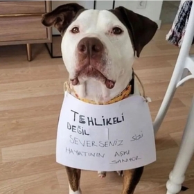 Tehlikeli_Köpek