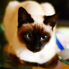 catpersonn