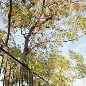 Aysu099