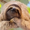 Slothie