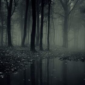 Nnyctophilia