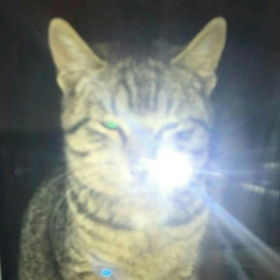 Vucikily