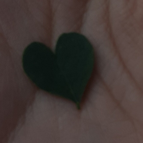 Floracann