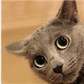 MaxCat