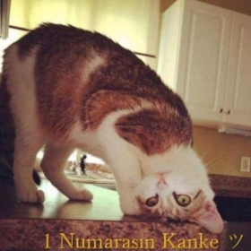 _damlanizimm_